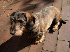 dachshunds