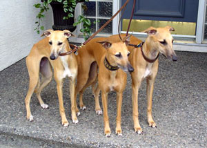Whippet