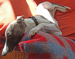 whippet personality